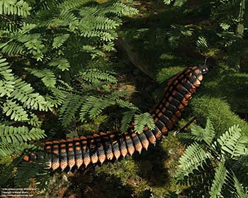 Arthropleura amidst Neuropteris, 310 million years ago