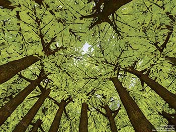 Devonian canopy, 380 million years ago