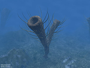 Middle Cambrian Pirania, 513 million years ago