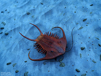 Paraceraurus trilobite, 460 million years ago