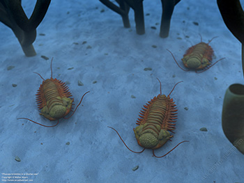 Phacops trilobites in a Silurian sea, 436 million years ago