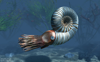 Early Jurassic ammonite, 195 million years ago