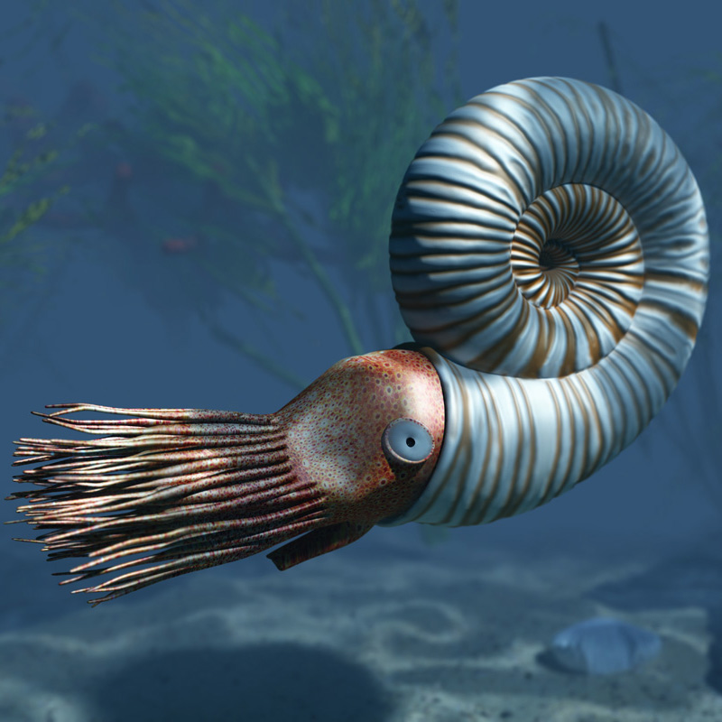 Early Jurassic ammonite (from History of Earth - Mesozoic Era)