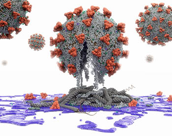 Coronavirus eviscerated No. 1