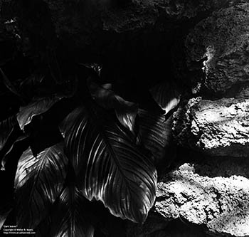 Dark leaves   -   Oak Park, IL, early 1980s   -   Kodak Tri-X black & white 120 film