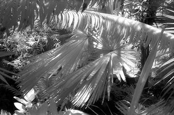 Fan palm No. 2   -   Oak Park, IL, 1982   -   Kodak infrared black & white 35mm film