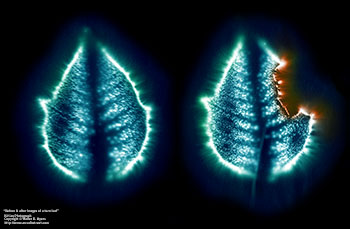 Before & after images of a torn leaf   -   Wheaton, IL, 1975   -   Black & white Kirlian print, post-processed for color