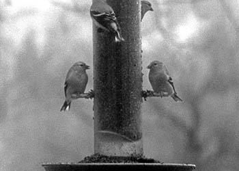 Bird feeder No. 1   -   Adrian, MI, 1982   -   Kodak infrared black & white 35mm film