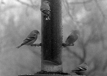Bird feeder No. 2   -   Adrian, MI, 1982   -   Kodak infrared black & white 35mm film