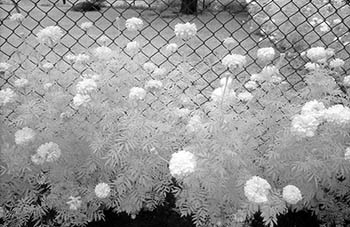 Flowers & chainlink fence   -   Oak Park, IL, 1982   -   Kodak infrared black & white 35mm film