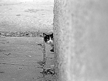Pensive cat No. 2   -   Oak Park, IL, 1981   -   Kodak Tri-X black & white 35mm film