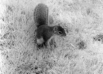 Squirrel in grass   -   Oak Park, IL, 1983   -   Kodak infrared black & white 35mm film