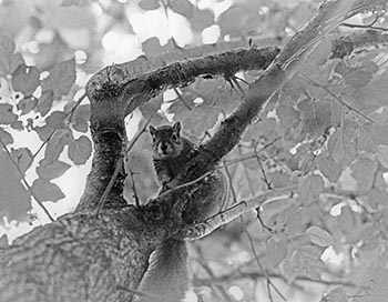 Squirrel in tree   -   Oak Park, IL, early 1980s   -   Kodak Tri-X black & white 35mm film