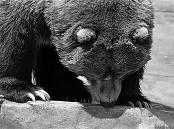 Zoo bear   -   Brookfield, IL, 1982   -   Kodak Tri-X black & white 35mm film