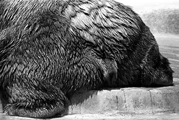 Zoo bear butt   -   Brookfield, IL, 1982   -   Kodak Tri-X black & white 35mm film
