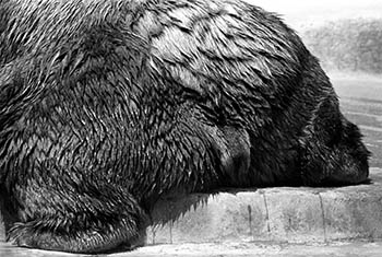 Zoo bear butt   -   Brookfield, IL, 1982   -   Kodak Tri-X black & white 35mm film