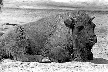 Zoo buffalo   -   Brookfield, IL, 1982   -   Kodak Tri-X black & white 35mm film