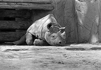Zoo rhinoceros   -   Brookfield, IL, 1982   -   Kodak Tri-X black & white 35mm film