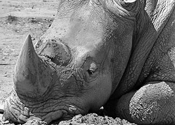 Zoo rhinoceros CU   -   Brookfield, IL, 1982   -   Kodak Tri-X black & white 35mm film