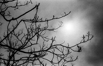 Autumn sun No. 2   -   Oak Park, IL, 1983   -   Kodak infrared black & white 35mm film