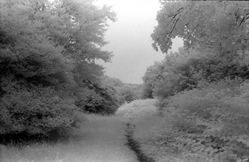 Trahentium silvam   -   Oak Park, IL, 1982   -   Kodak infrared black & white 35mm film