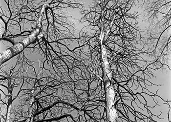 Bare trees   -   Oak Park, IL, 1982   -   Kodak Technical Pan 2415 35mm film