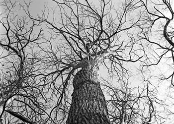 Caelum somnis scalam   -   Oak Park, IL, 1982   -   Kodak Technical Pan 2415 35mm filmm