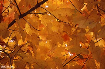 Fall leaves No. 1   -   Oak Park, IL, early 1980s   -   Kodak Kodachrome 35mm transparency film