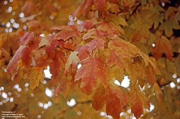 Fall leaves No. 2   -   Oak Park, IL, early 1980s   -   Kodak Kodachrome 35mm transparency film