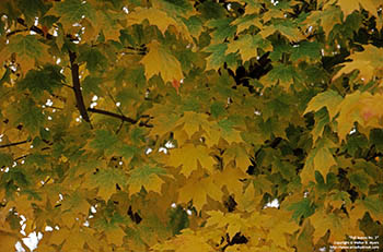 Fall leaves No. 3   -   Oak Park, IL, early 1980s   -   Kodak Kodachrome 35mm transparency film