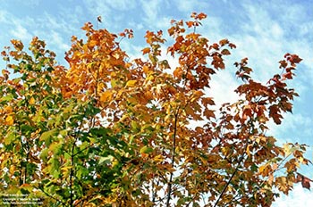 Fall trees & clouds    -   Oak Park, IL, early 1980s   -   Kodak Kodachrome 35mm transparency film