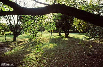 Shady grove   -   Oak Park, IL, early 1980s   -   Color 35mm film