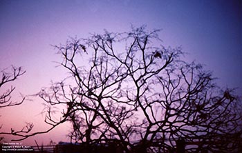 Trees twilite No. 2   -   Oak Park, IL, early 1980s   -   Color 35mm film
