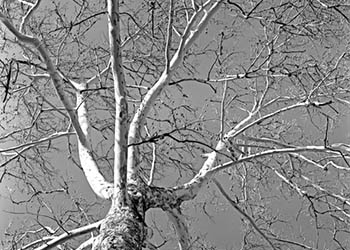 White tree No. 2   -   Oak Park, IL, 1982   -   Kodak Technical Pan 2415 35mm film