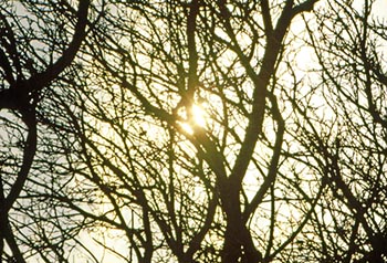 Winter sun   -   Oak Park, IL, early 1980s   -   Color 35mm film